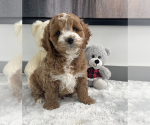 Cock-A-Poo Puppy for sale in FRANKLIN, IN, USA