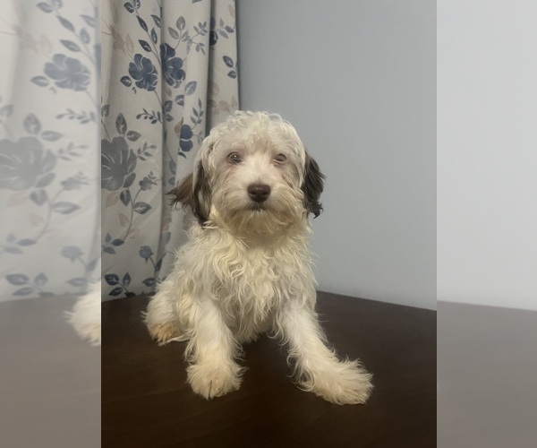 Medium Photo #26 Havanese Puppy For Sale in DURHAM, CT, USA