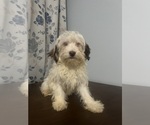 Small #25 Havanese