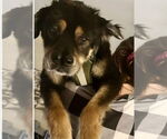 Small #6 Chow Chow-Rottweiler Mix