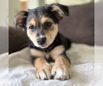 Small #1 Mutt