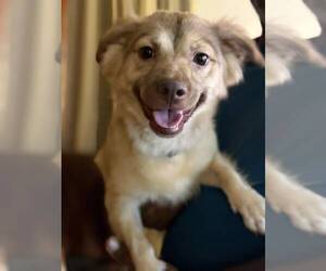 Golden Retriever-Unknown Mix Dogs for adoption in Virginia Beach, VA, USA
