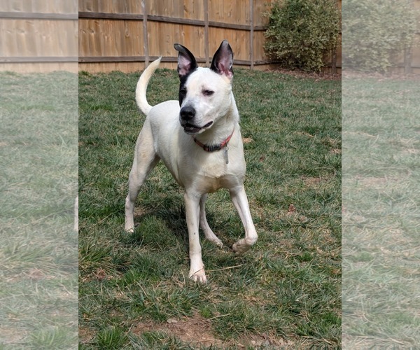 Medium Photo #14 Mutt Puppy For Sale in Holly Springs, NC, USA