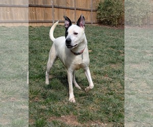 Parker - Louisiana Litter - Male Mutt Dog for Adoption - Photo #14