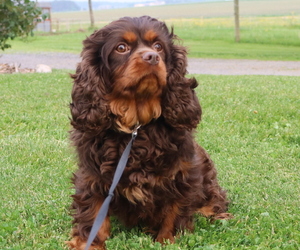 Father of the Cavapoo puppies born on 05/08/2025