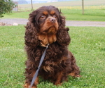 Small Photo #1 Cavapoo Puppy For Sale in THORP, WI, USA