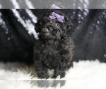Small Photo #31 Poodle (Toy) Puppy For Sale in WARSAW, IN, USA