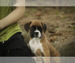 Small #2 Boxer