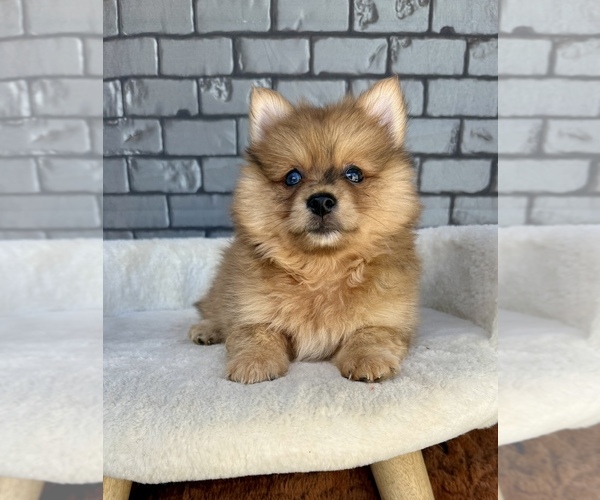 Medium Photo #1 Pomeranian Puppy For Sale in OCALA, FL, USA