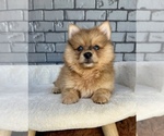 Image preview for Ad Listing. Nickname: Litter of 5