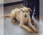 Small #1 Golden Retriever Mix