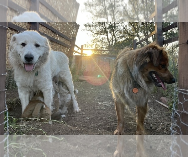Medium Photo #2 Border Collie-Shiloh Shepherd Mix Puppy For Sale in SEDONA, AZ, USA