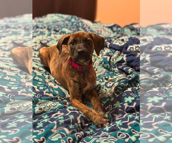Medium Photo #6 Mutt Puppy For Sale in Greenville, SC, USA