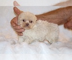 Small #9 Shih Tzu