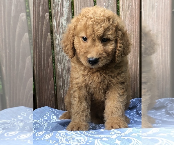 Medium Photo #1 Goldendoodle (Miniature) Puppy For Sale in BURKESVILLE, KY, USA