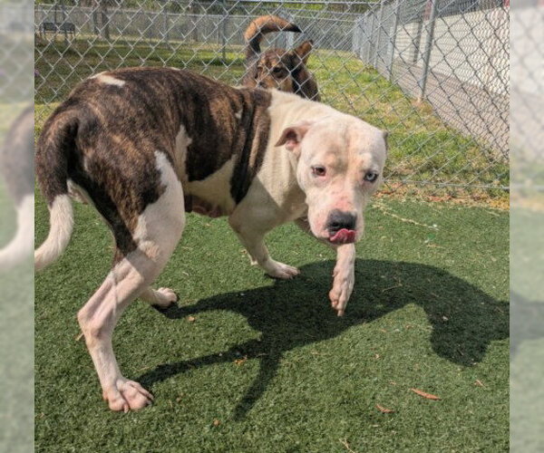 Medium Photo #2 Mutt Puppy For Sale in Texas City, TX, USA