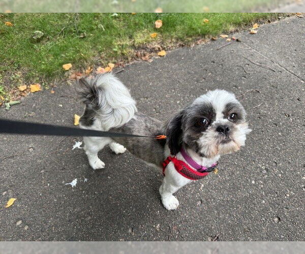 Medium Photo #3 Shih Tzu Puppy For Sale in St. Louis Park, MN, USA