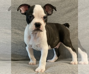 Faux Frenchbo Bulldog Puppy for sale in RIDGEVILLE, SC, USA