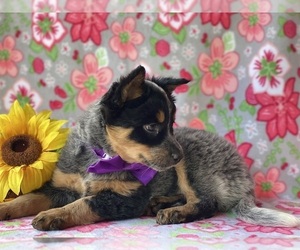 Australian Cattle Dog-Unknown Mix Puppy for sale in LANCASTER, PA, USA