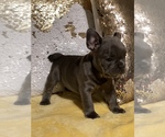 Small Photo #1 French Bulldog Puppy For Sale in TUCSON, AZ, USA