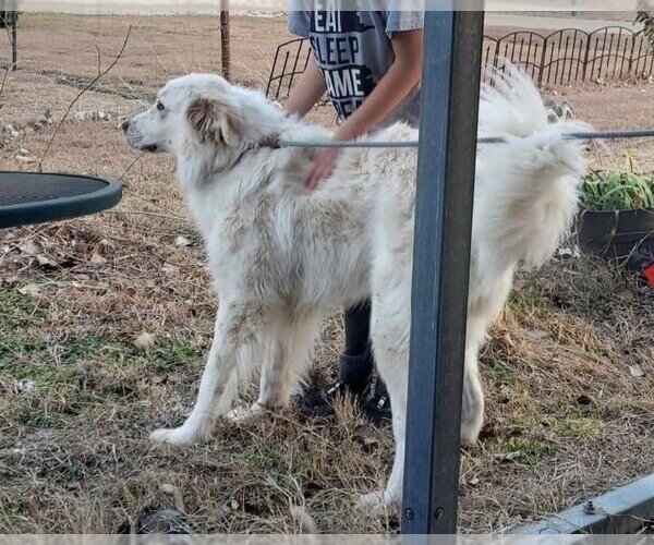 Medium Photo #18 Great Pyrenees Puppy For Sale in Garland, TX, USA