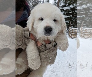 Great Pyrenees Puppy for sale in ADDY, WA, USA