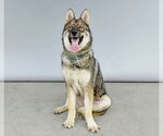 Small #1 German Shepherd Dog-Siberian Husky Mix