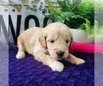Small Photo #6 Goldendoodle-Poodle (Toy) Mix Puppy For Sale in HERRIMAN, UT, USA