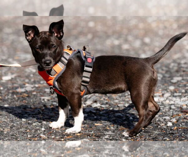 Medium Photo #5 Mountain Cur-Unknown Mix Puppy For Sale in Ellijay, GA, USA