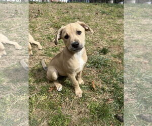 Retriever -Unknown Mix Dogs for adoption in Greenville, SC, USA