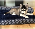 Puppy 3 Siberian Husky