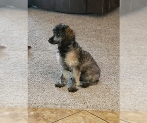 Father of the Poodle (Toy) puppies born on 05/27/2025