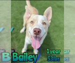 Small Huskies -Labrador Retriever Mix