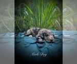 Small Photo #1 Bernedoodle-Poodle (Standard) Mix Puppy For Sale in WEATHERFORD, TX, USA