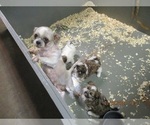 Small Photo #9 Shih Tzu Puppy For Sale in CARROLLTON, GA, USA