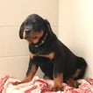 Small Photo #1 Rottweiler Puppy For Sale in GAP, PA, USA