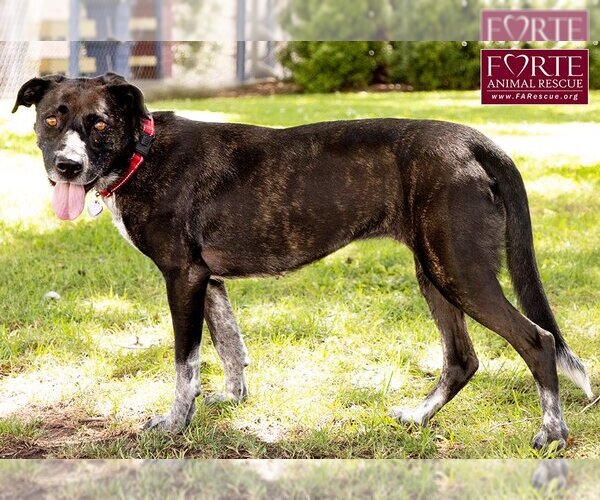Medium Photo #8 Labrador Retriever-Unknown Mix Puppy For Sale in Marina del Rey, CA, USA