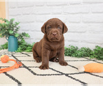 Small #3 Labrador Retriever