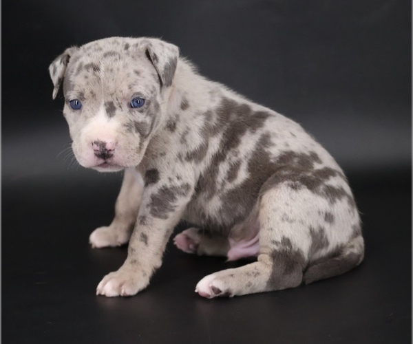 Medium Photo #3 American Bully Puppy For Sale in CHAMPAIGN, IL, USA