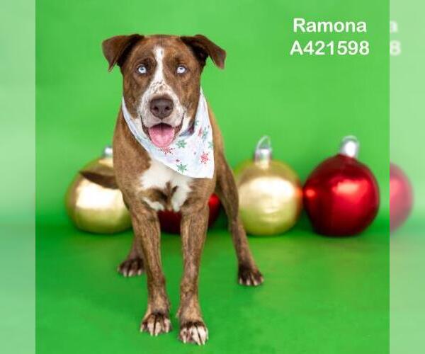 Medium Photo #1 Labrador Retriever-Unknown Mix Puppy For Sale in Conroe, TX, USA