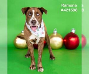 Labrador Retriever-Unknown Mix Dogs for adoption in Conroe, TX, USA