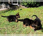 Small Photo #14 German Shepherd Dog Puppy For Sale in ORLANDO, FL, USA
