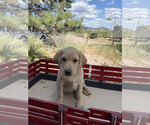 Small #10 Labrador Retriever