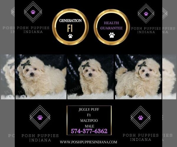 Medium Photo #78 Maltipoo (Miniature) Puppy For Sale in WARSAW, IN, USA