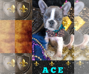 French Bulldog Puppy for sale in HEATHROW, FL, USA