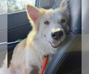 Australian Shepherd Dogs for adoption in Valrico, FL, USA