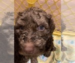 Small #2 Goldendoodle