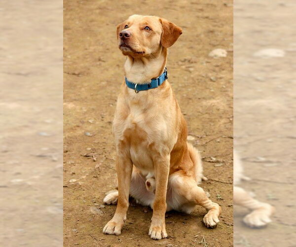 Medium Photo #3 Labrador Retriever-Unknown Mix Puppy For Sale in Sacramento, CA, USA