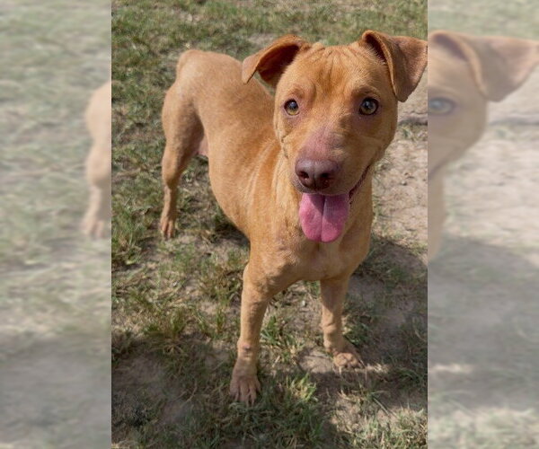 Medium Photo #2 Mutt Puppy For Sale in Conroe, TX, USA