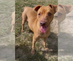 TUNDRA - Female Mutt Dog for Adoption - Photo #2